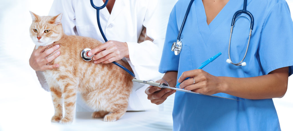 Veterinærer og katt